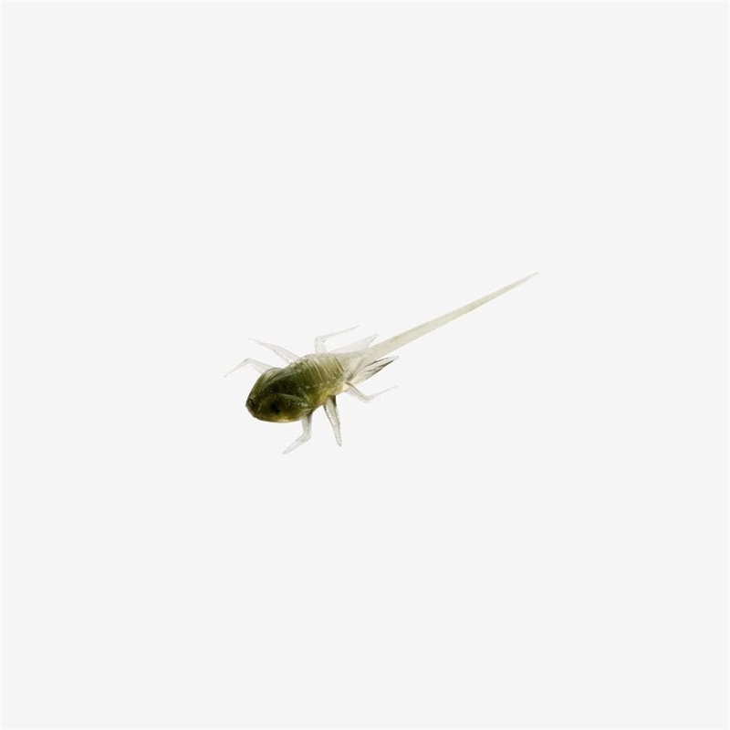 13 Fishing Bernie Finesse Panfish Plastics Greenhead Qty 6